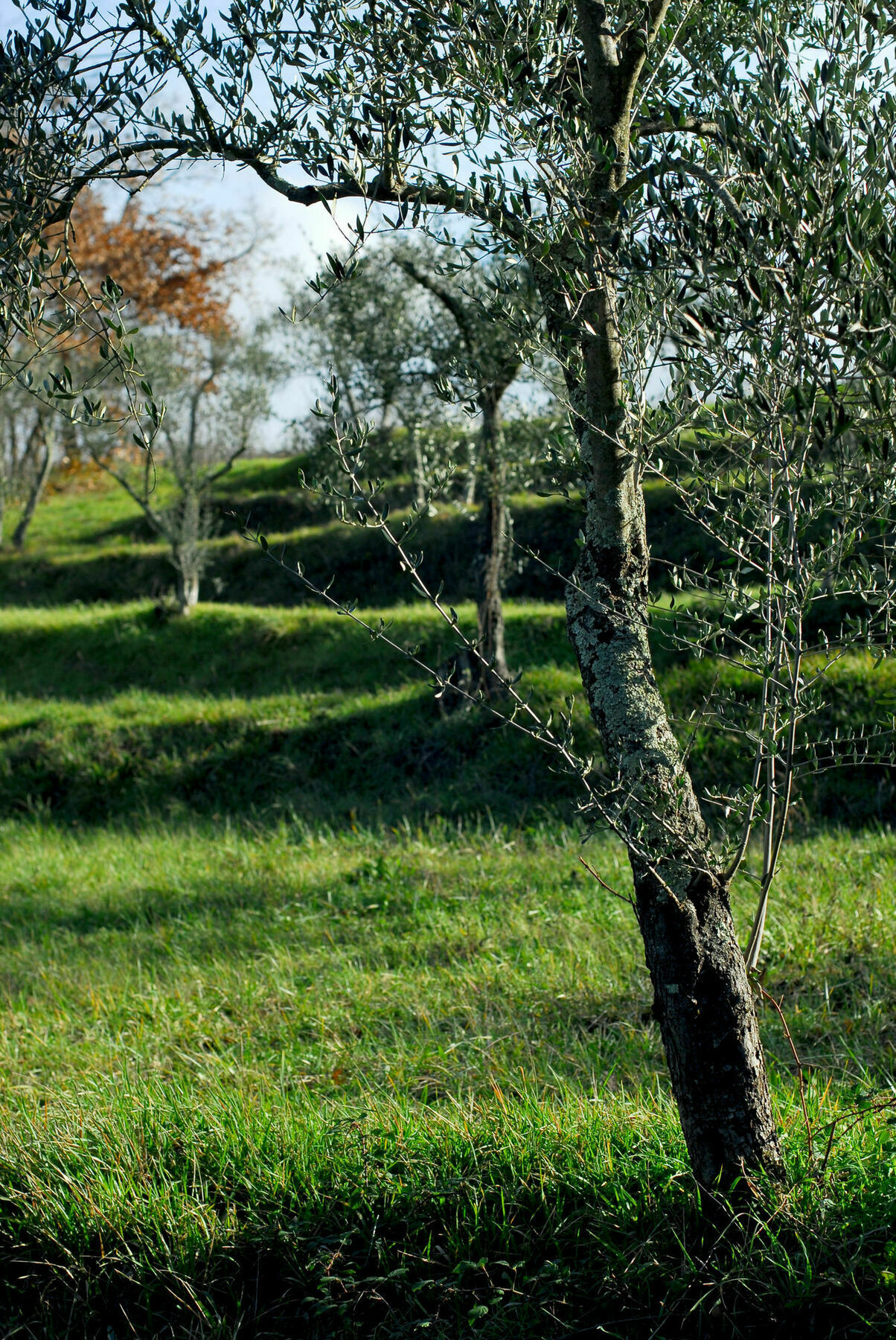 Parco Fiorito *
